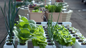 General Hydroponics