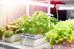 General Hydroponics