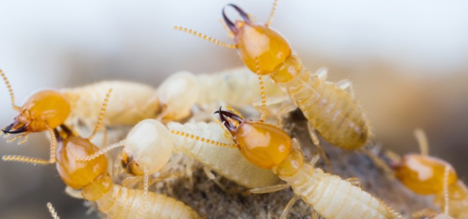 Pest Inspections Gold Coast