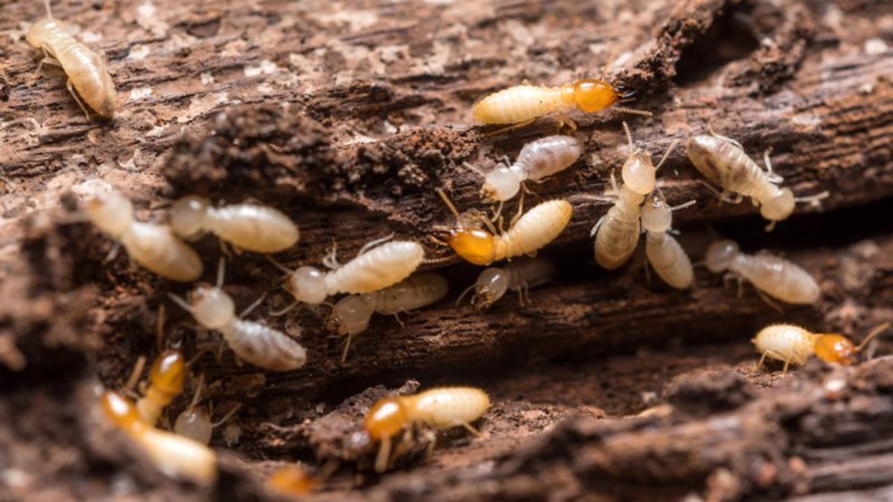 termite prevention