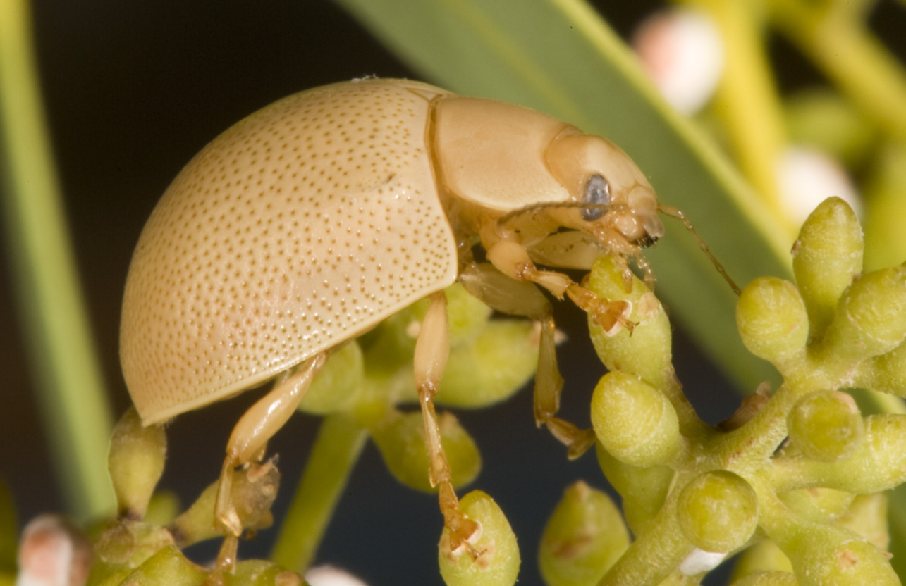 natural pest control