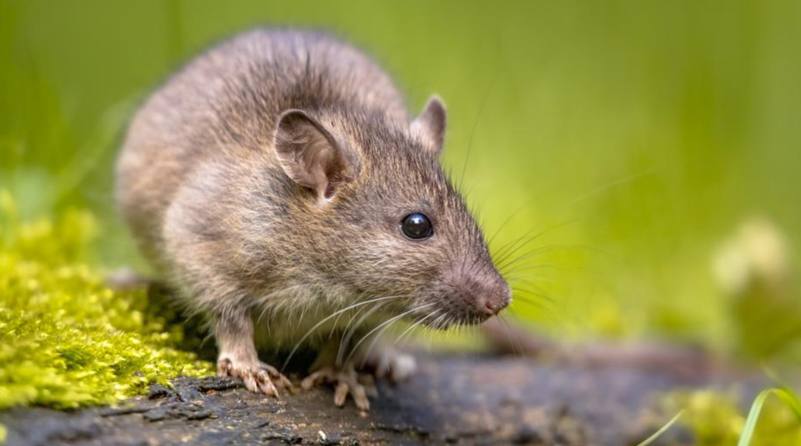 rat problem in Victoria