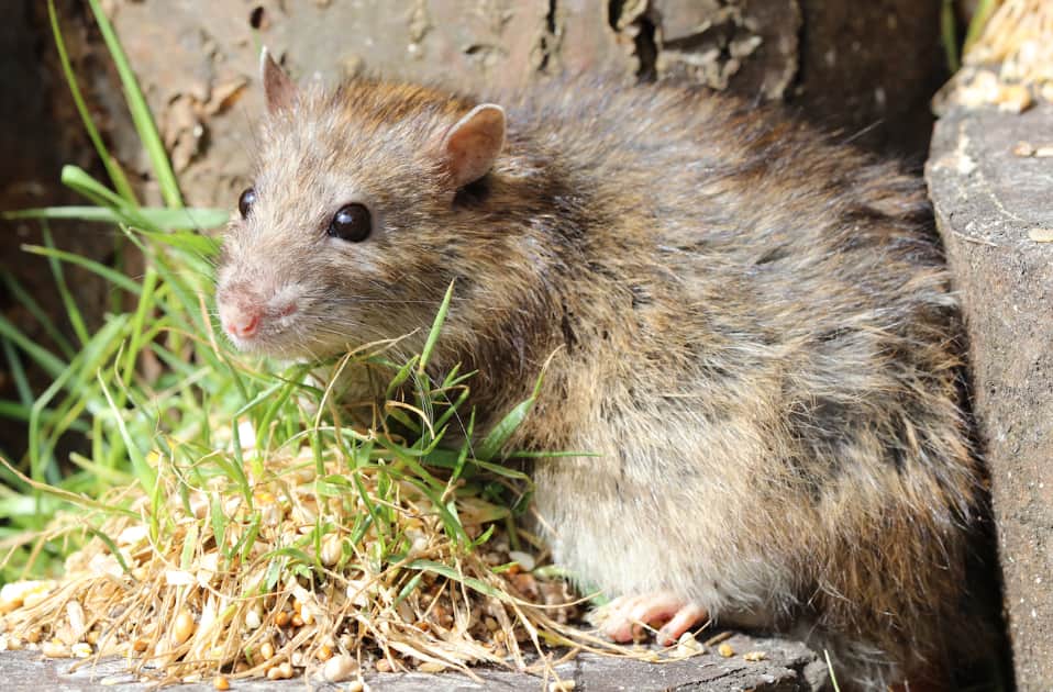 rodent control