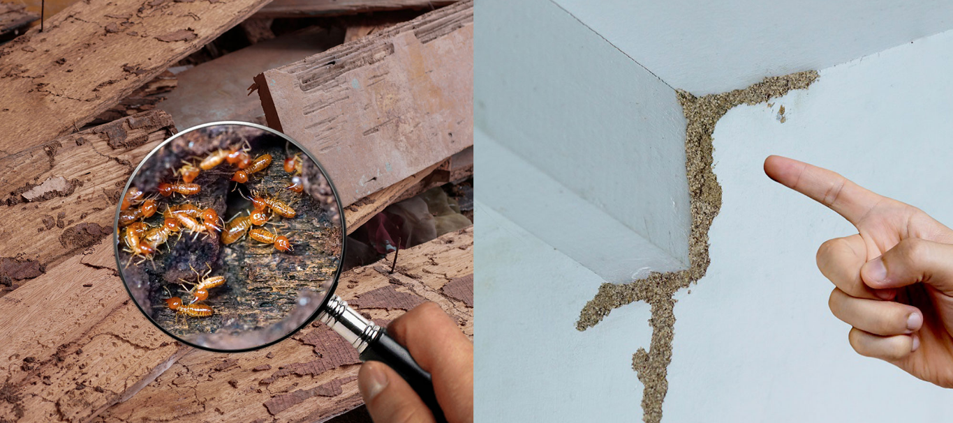 termite inspections in Kingscliff