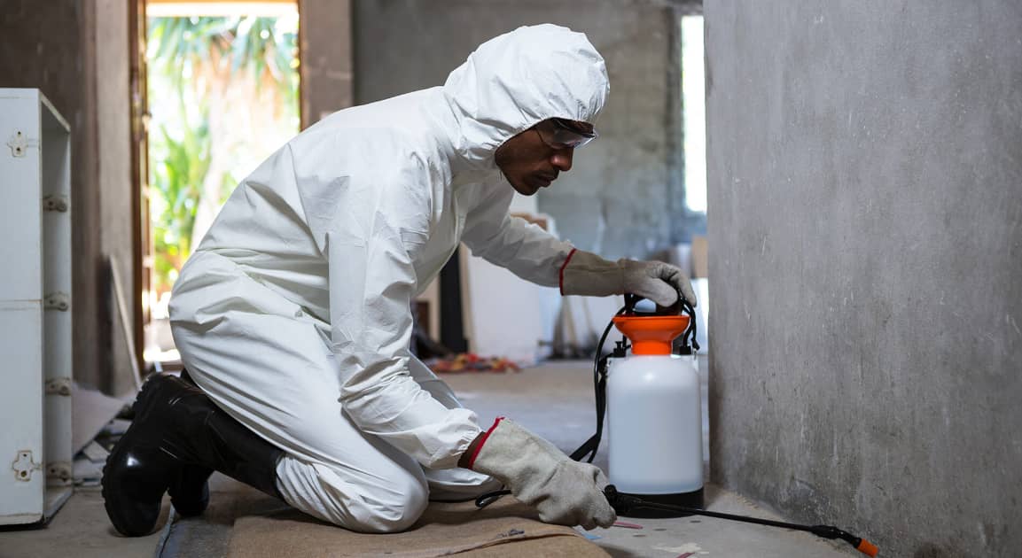 Pest Inspection in Pottsville