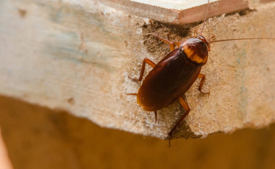 Cockroach Control Casuarina